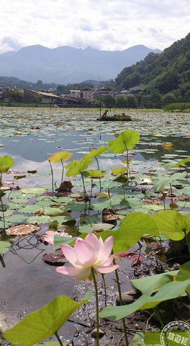 北部除了「新北雙溪河花季」外,臺北市士林區故宮博物院旁的至德園